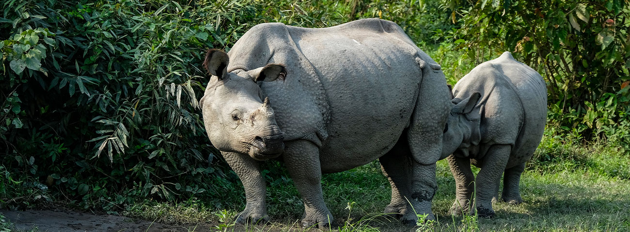 Kaziranga National Park