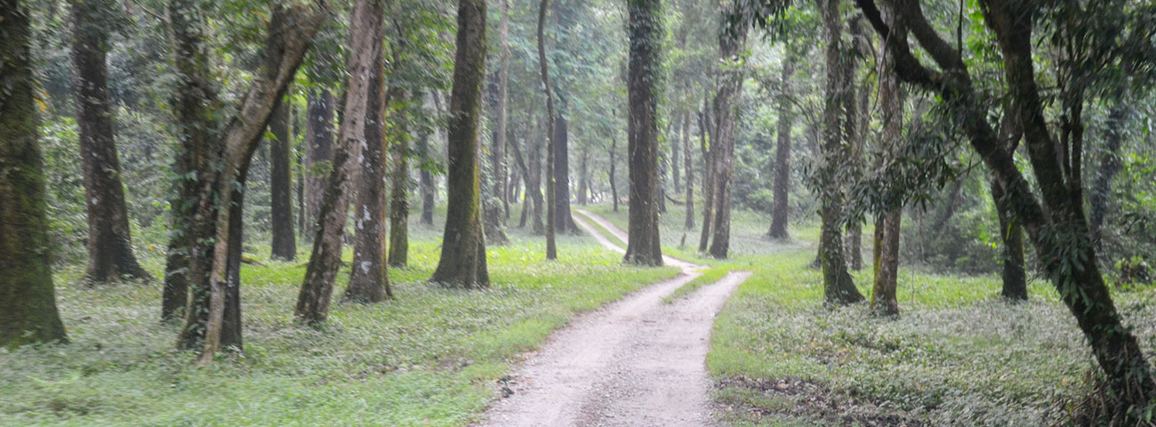 Chapramari Wildlife Sanctuary
